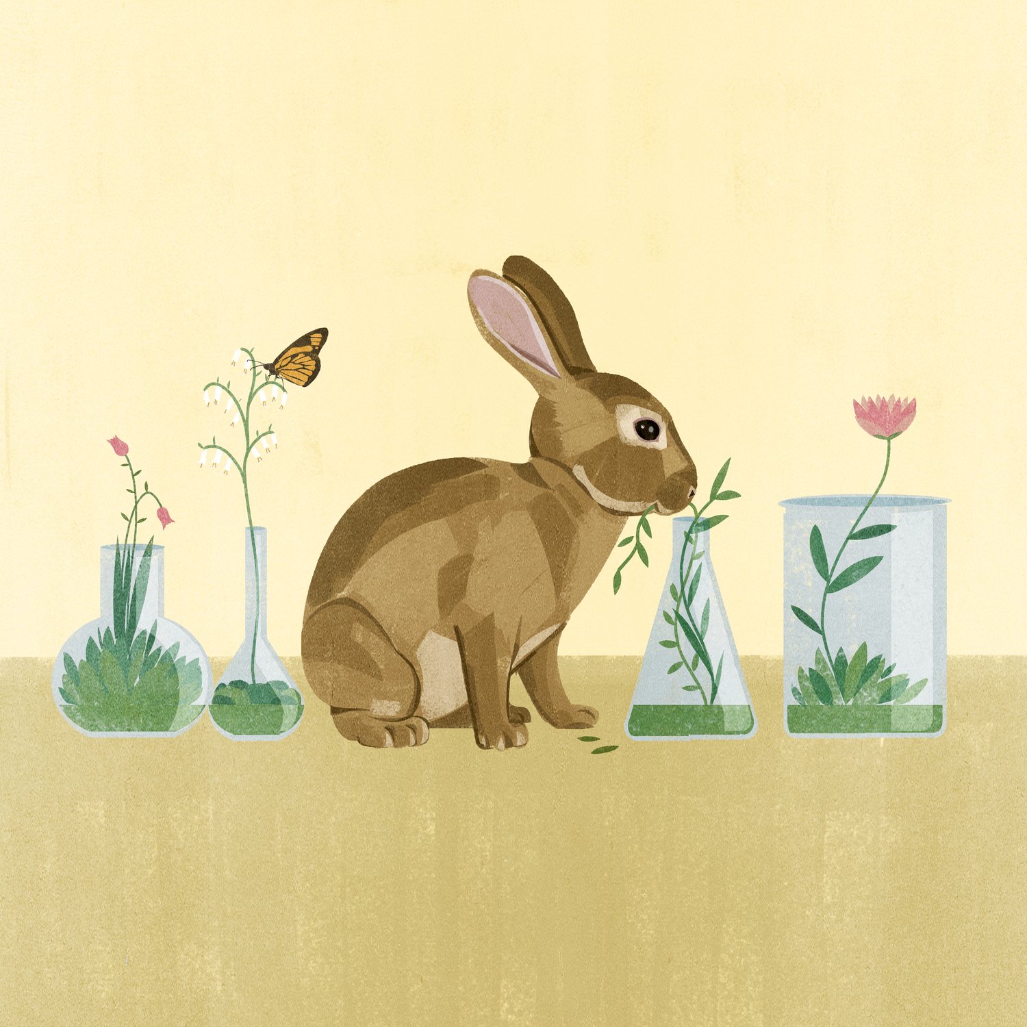 Rabbit in the Lab