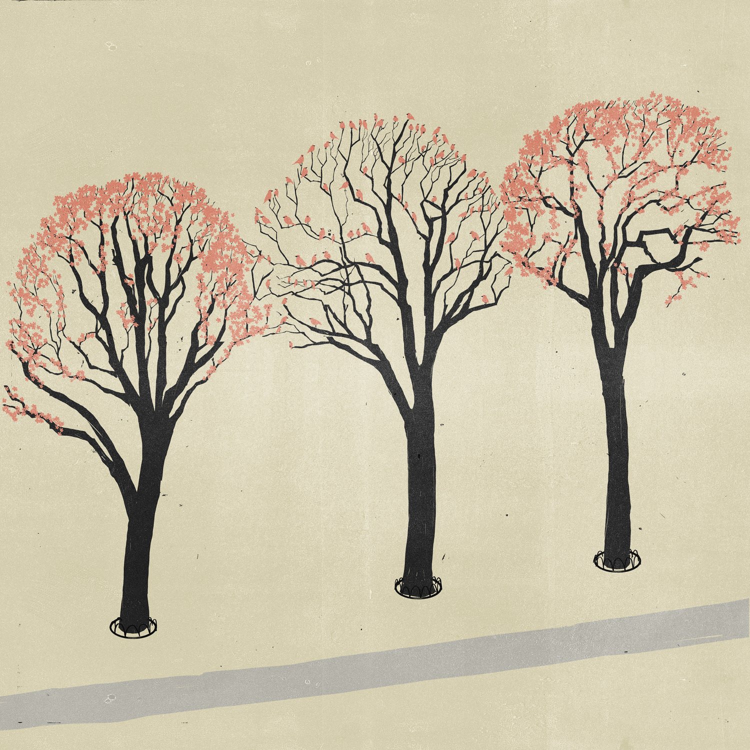Cherry Trees