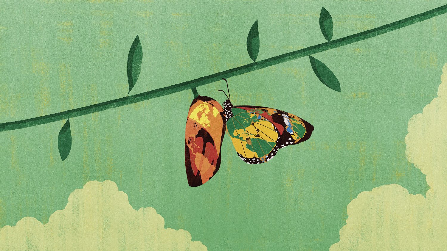 Butterfly on the Vine