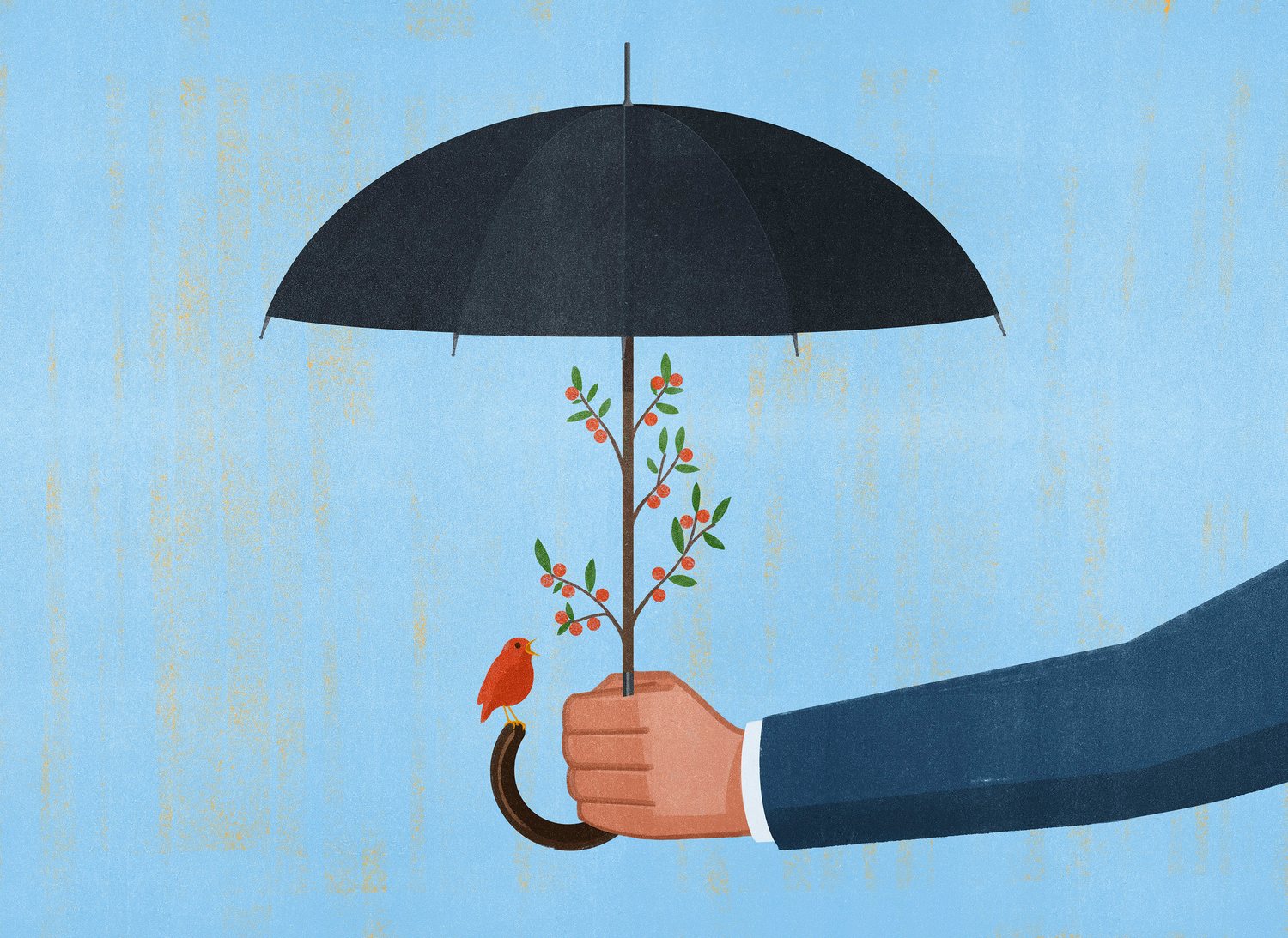 Umbrella Seedling