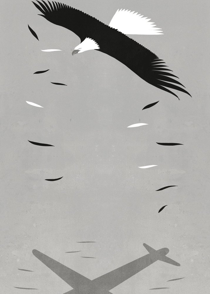 Eagle and Plane Shadow