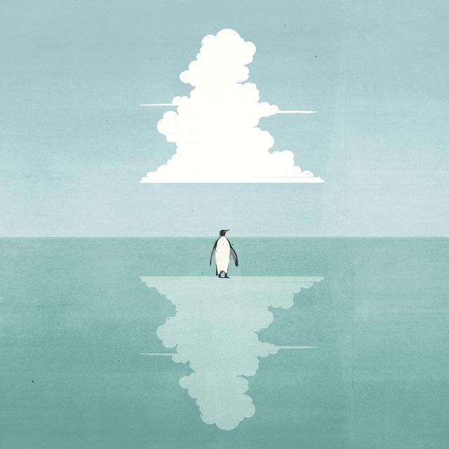 Penguin Reflection