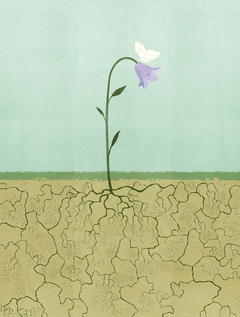 Flower in the Drought