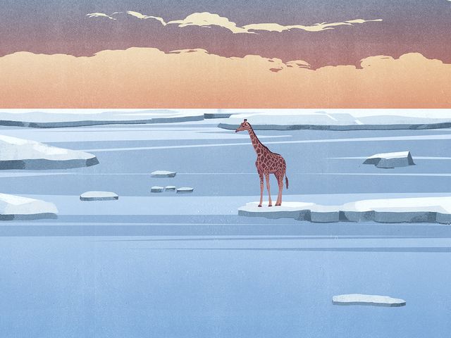 Giraffe on the Ice