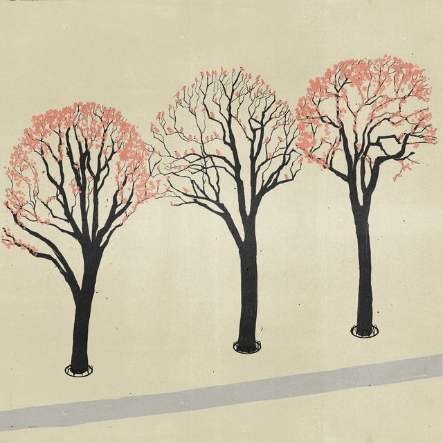 Cherry Trees