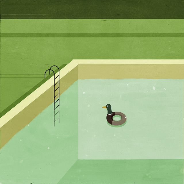 Duck in the Pool