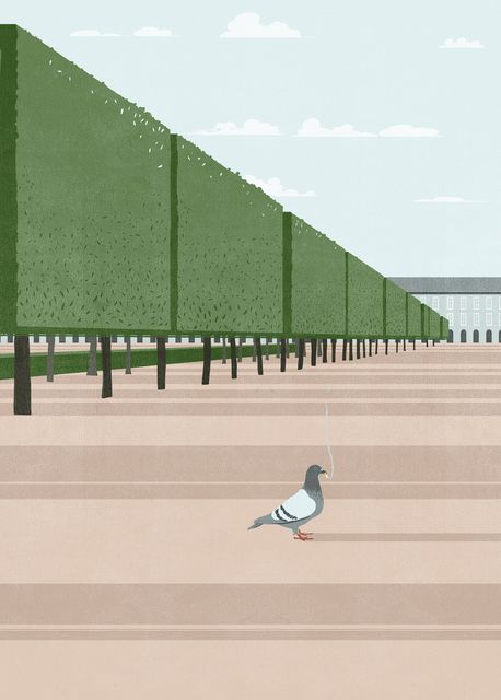 Hedge Avenue