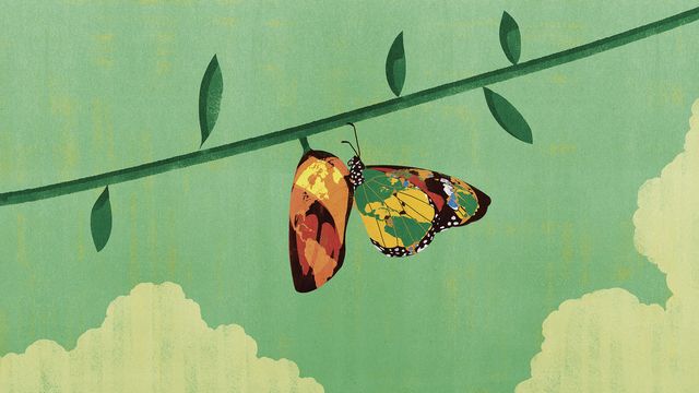 Butterfly on the Vine