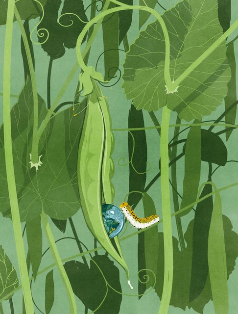Pea Pod