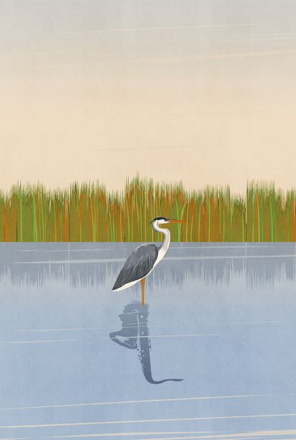 Heron in the Reeds