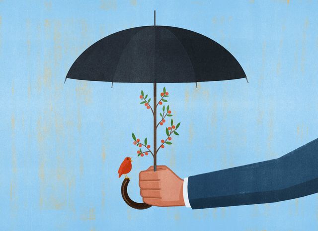 Umbrella Seedling
