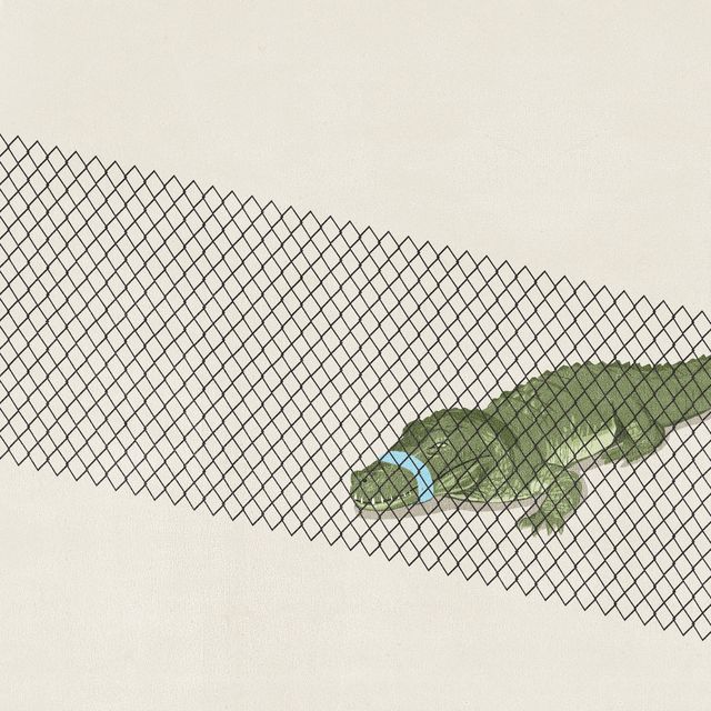 Crocodile Caught in the Net