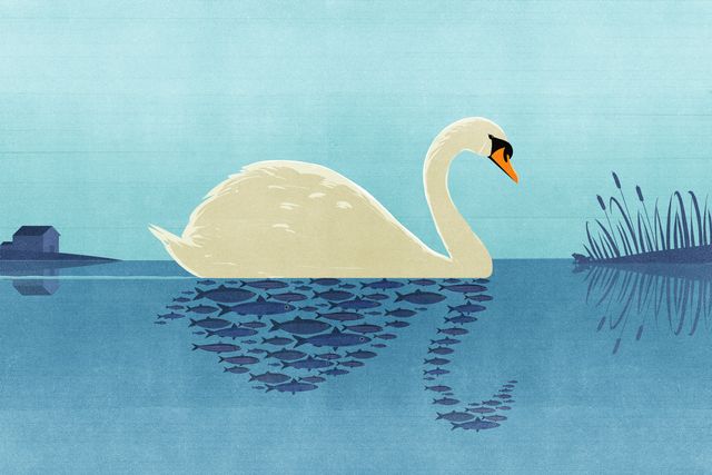 Swan of Fish