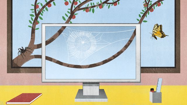 Spider Web on the Computer Screen